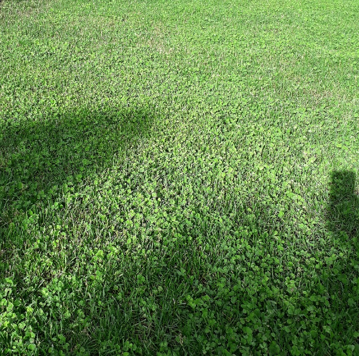 Trifolium microclover pipolina Revolučná Novinka do trávnika 100g